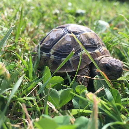 A calming presence: meet 'Pythag' the tortoise!