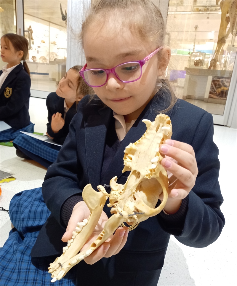 Year 3 discover skeletons are beautiful - not for what they hide, but what they reveal