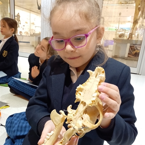 Year 3 discover skeletons are beautiful - not for what they hide, but what they reveal
