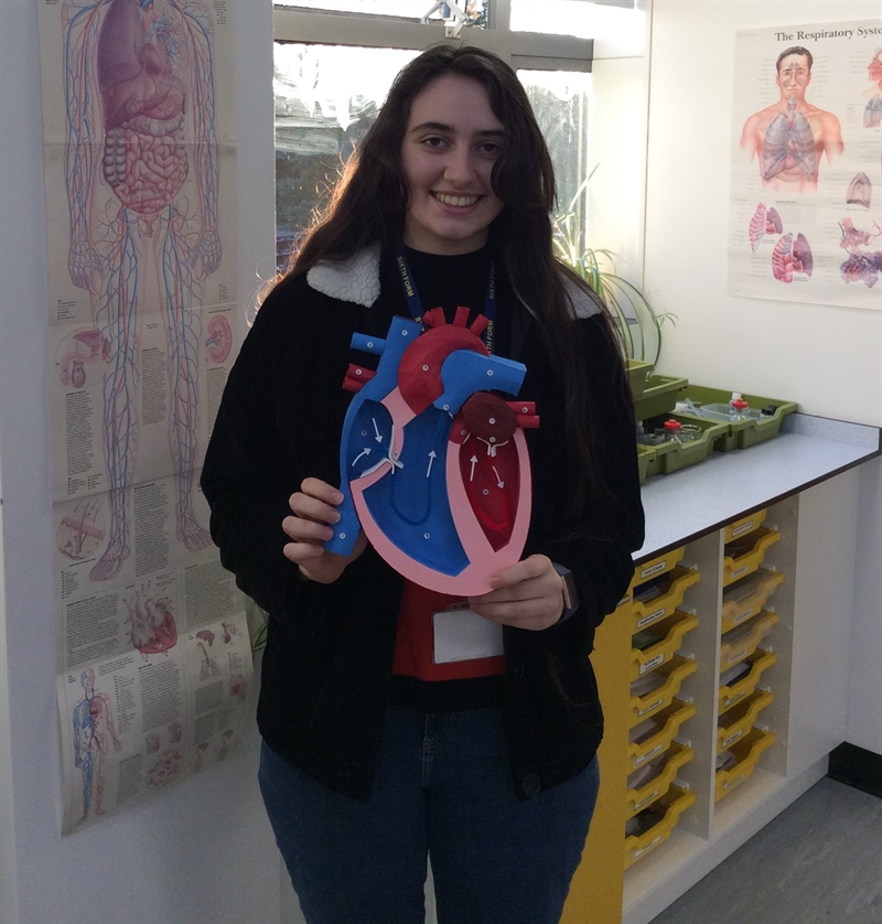 Alice creates 3D model heart