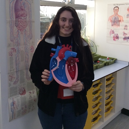 Alice creates 3D model heart