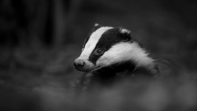 A Level students enjoy insight into the art of wildlife photography