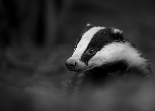 A Level students enjoy insight into the art of wildlife photography