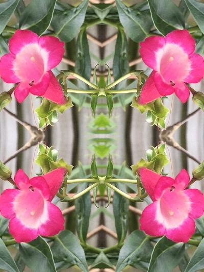 Year 9 create mandalas from spring photographs