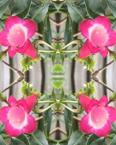 Year 9 create mandalas from spring photographs