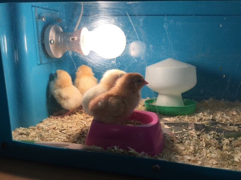 Our Reception class begins to raise chicks!