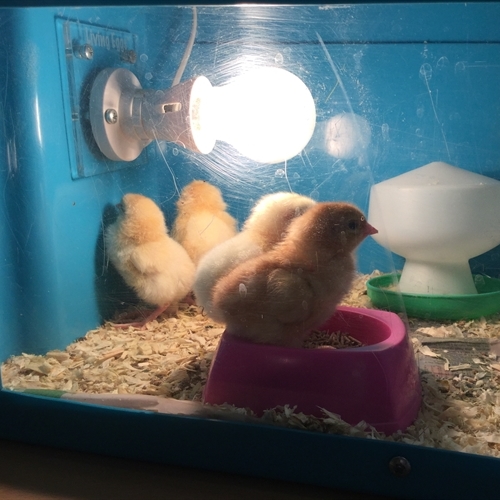 Our Reception class begins to raise chicks!