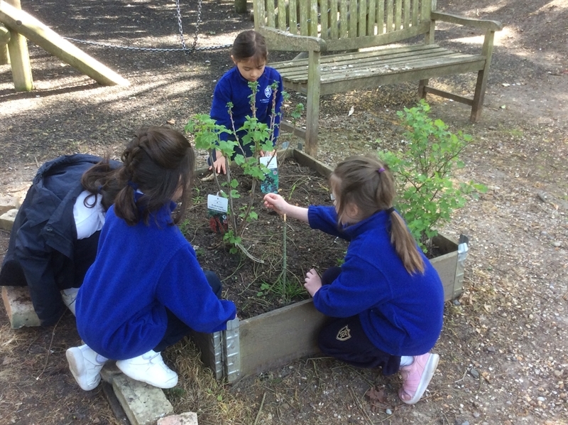 Year 2 investigate plants