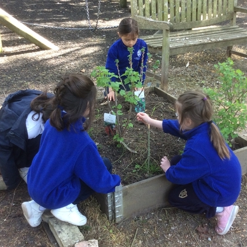 Year 2 investigate plants