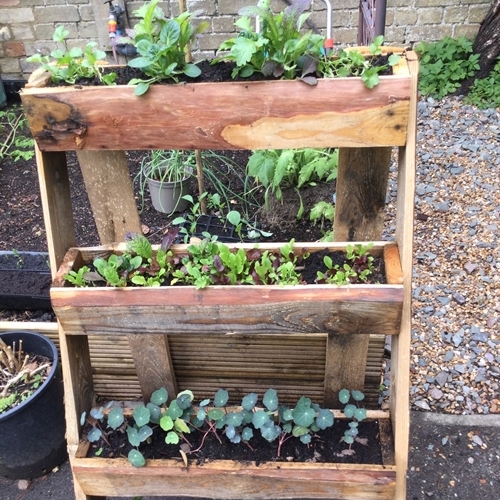 Growing girls with green fingers for National Gardening Week