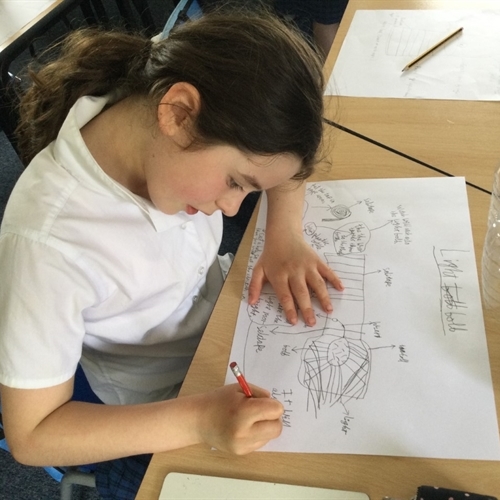 Year 4 STEM day creates light bulb moments