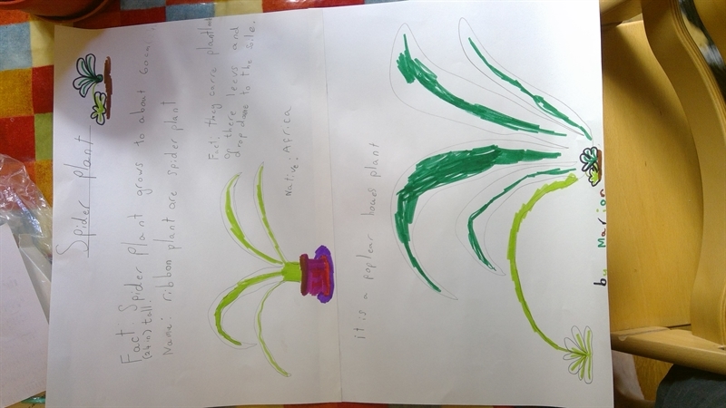 Year 2 research plants!