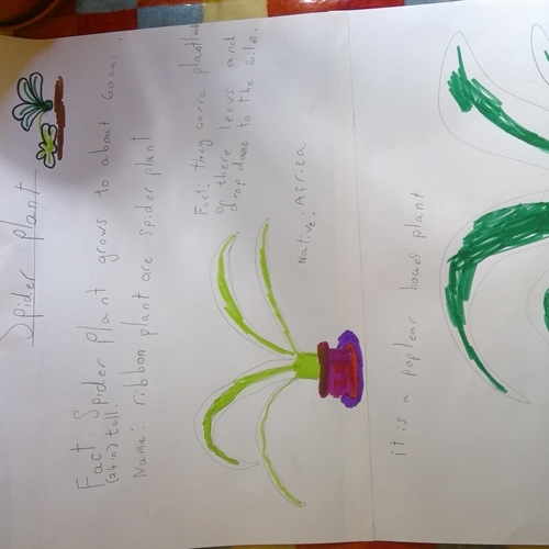 Year 2 research plants!