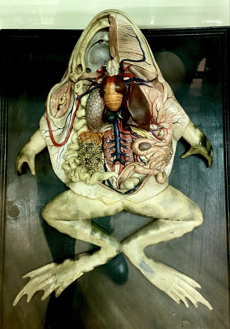 How the Whipple Museum opened a student's eyes to the history behind today's science
