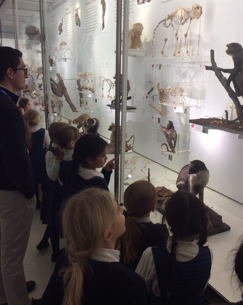Year 3 explore the Zoology Museum