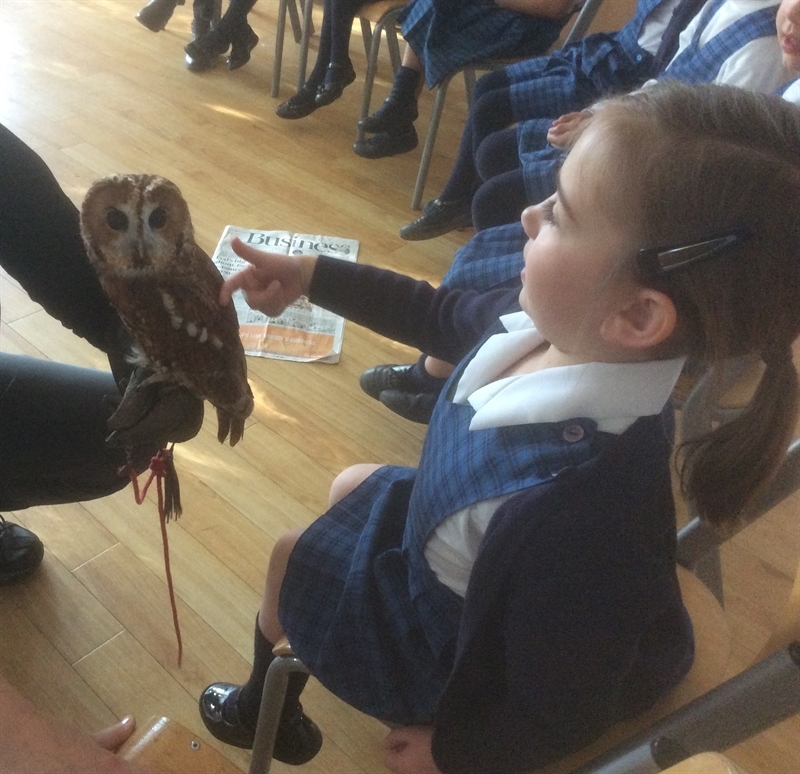 Year 1 thrilled by a visit from the Raptor Foundation