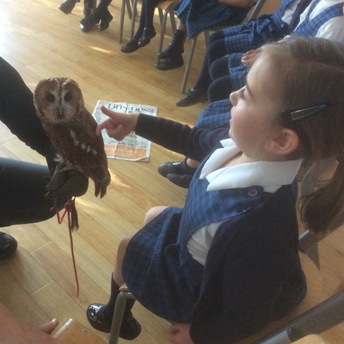 Year 1 thrilled by a visit from the Raptor Foundation