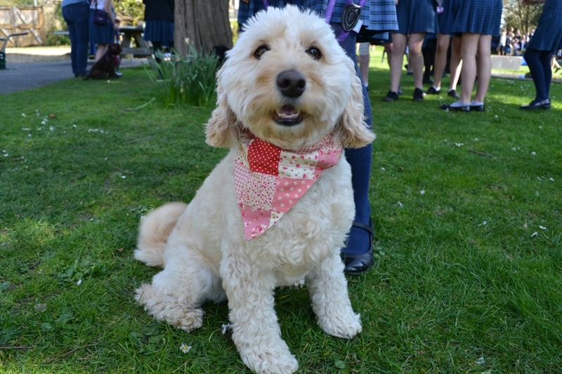 Top dogs raise money for charity