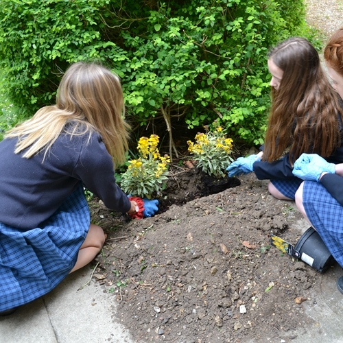 Eco Council runs first planting event