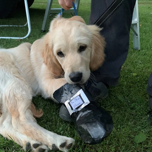 These boots were made for walking: 'In Her Shoes'