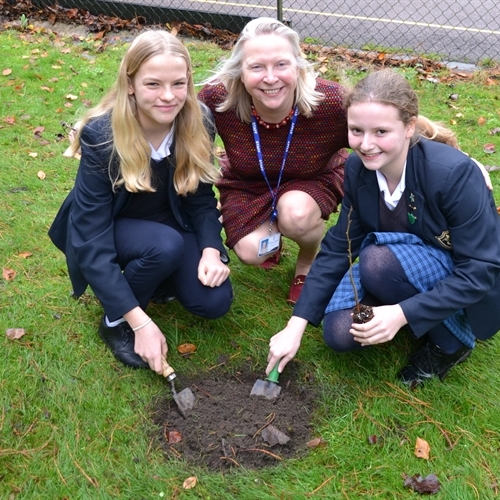 Eco Councils plant saplings for National Tree Week