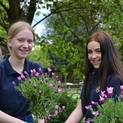 May 2019 - Eco Council plant bee-friendly flowers